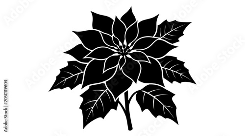 Poinsettia Flower Silhouette Against White Background floral