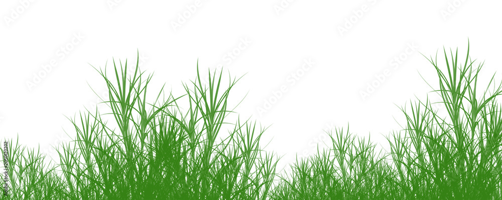Fototapeta premium Green grass sways gently in a serene natural landscape environment outdoors
