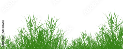 Fotografija Green grass sways gently in a serene natural landscape environment outdoors