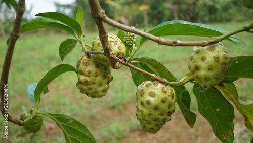 Fotografie Fresh noni fruit hanging on a tree branch, organic morinda citrifolia or mengkud