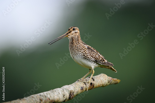 Common snipe (Gallinago gallinago)