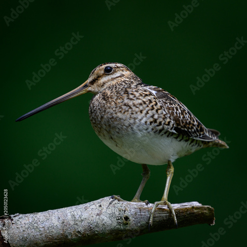 Common snipe (Gallinago gallinago)
