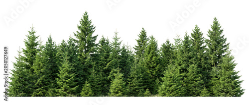 Forest of green fir trees, dense evergreen woodland background for nature scenes.