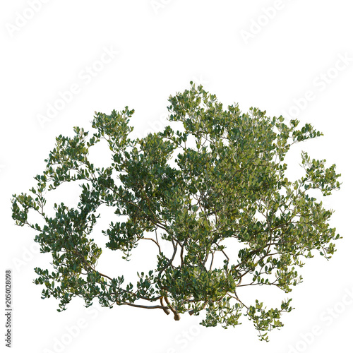 Foto Arctostaphylos densiflora tree, elevation, front view, cutout, transparent backg
