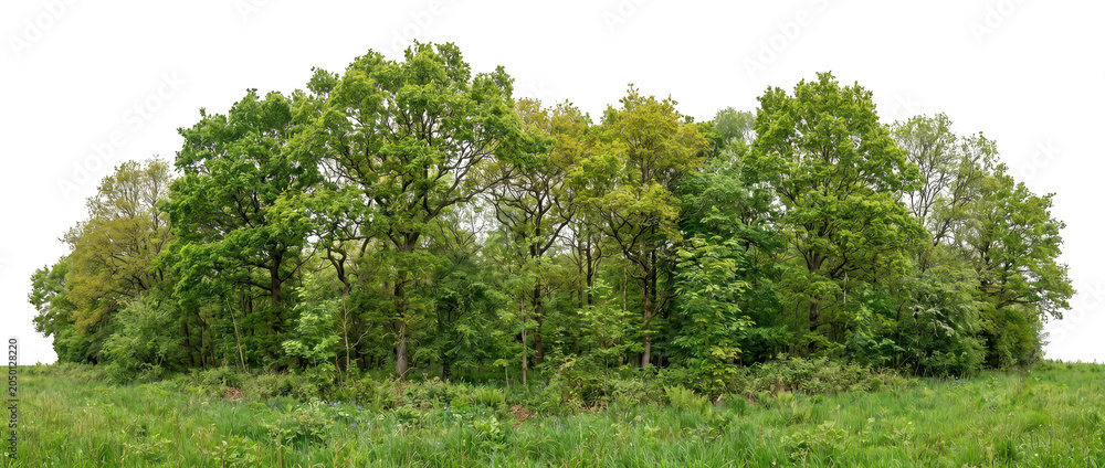 Fototapeta premium Lush deciduous forest trees and green field isolated on transparent background.