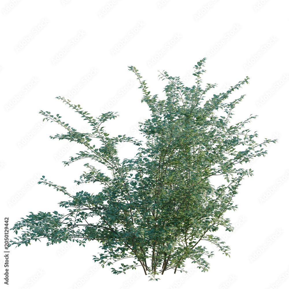 Obraz premium Cotoneaster franchetii tree, elevation, front view, cutout, transparent background, isolate, Vibrant Green Shrubbery with Detailed Foliage - Perfect for Landscape Design and Natural Elements