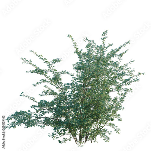 Cotoneaster franchetii tree, elevation, front view, cutout, transparent background, isolate, Vibrant Green Shrubbery with Detailed Foliage - Perfect for Landscape Design and Natural Elements