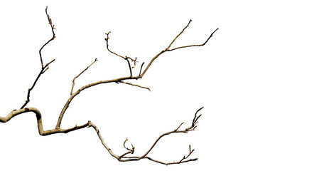 Dry branches, white background, png
