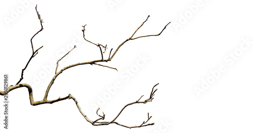 Fotografie Dry branches, white background, png