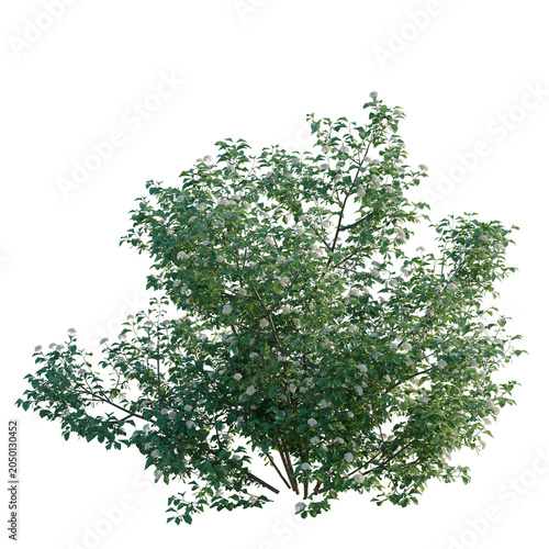 Cuadro en lienzo Viburnum dentatum tree, elevation, front view, cutout, transparent background, i