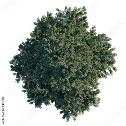 Konstfotografi Abies concolor tree plan, top view, cutout, transparent background, isolate, Detailed aerial view of a lush green coniferous tree with intricate branch detail