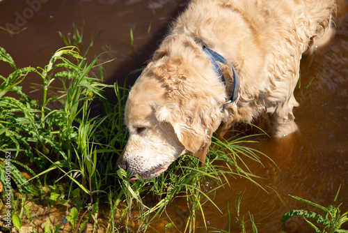 Golden Retriever dog eating grass