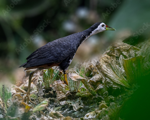 Foto A White chested water hen