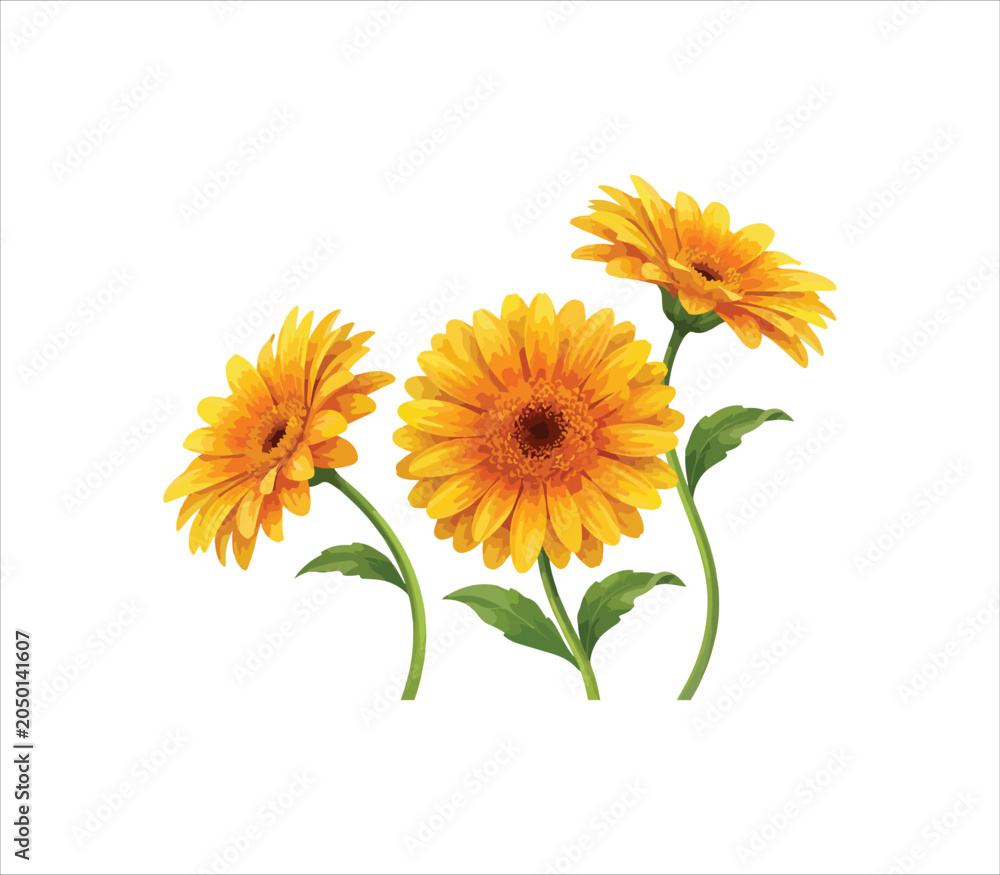 Obraz premium Three yellow daisies with green stems and leaves isolated on white background