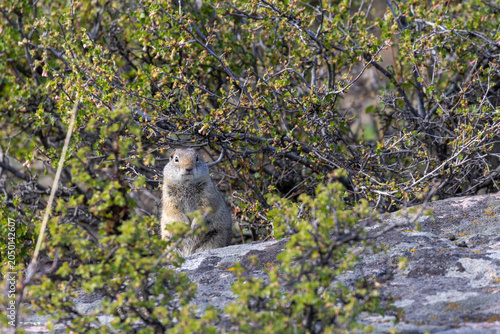 фотографія Uinta Ground Squirrel in Yellowstone National park Wyoming