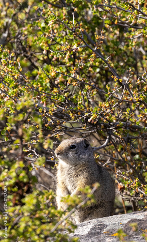 Fotografie Uinta Ground Squirrel in Yellowstone National park Wyoming