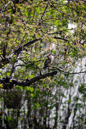 Nutcracker in a tree