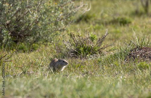 фотографія Uinta Ground Squirrel in Yellowstone National park Wyoming