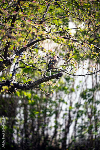 Nutcracker in a tree