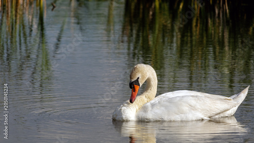 Schilderij op canvas White mute swan preening its feathers on a lake with green reed reflections