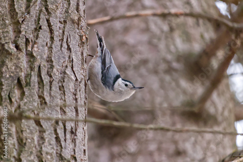 Tableau sur toile A White-breasted nuthatch on a Tree Trunk