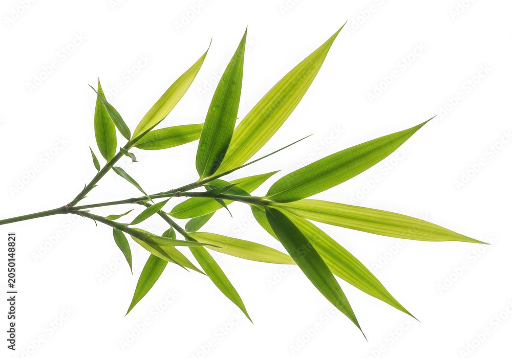 Fototapeta premium Green leafy branch with fresh leaves on white isolated on transparent background
