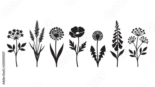 Beautiful wild flowers botanical floral garden plant herb blossom wildflower stem leaf element vector illustration