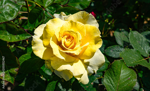 Garden Yellow Rose
