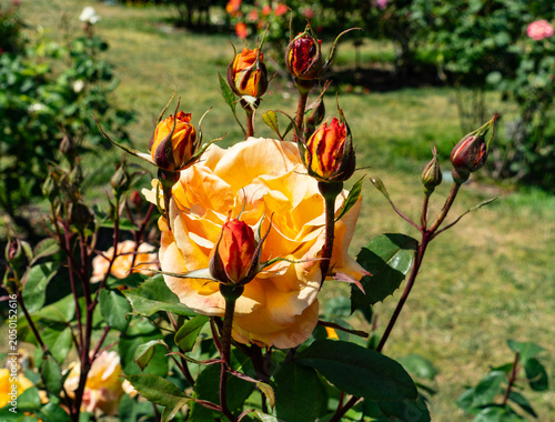 Rose Garden Close-up 3
