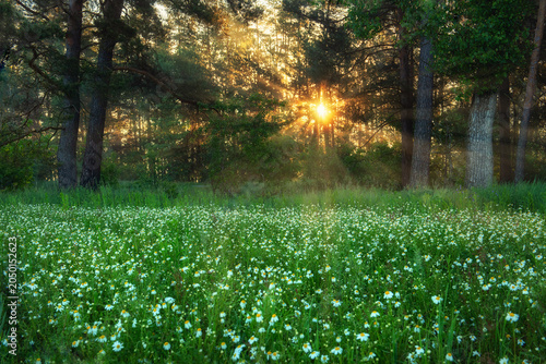 Golden sunbeams pierce through forest trees onto a field of daisies