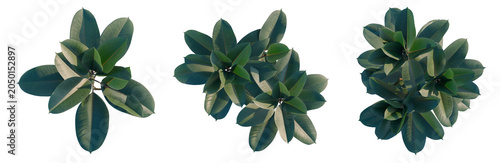 Ficus elastica tree plan, top view, cutout, transparent background, isolate, Three Small Green Plants on Transparent Background - Ideal for Design Elements