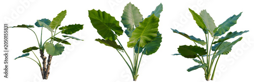 Alocasia macrorrhiza tree, elevation, front view, cutout, transparent background, isolate, Three Elephant Ear Plants on White Background - Tropical Foliage for Design