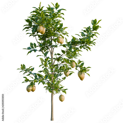 Citrus limon tree, elevation, front view, cutout, transparent background, isolate, Detailed 3D Render of a Small Avocado Tree with Ripe Fruit on Black Background