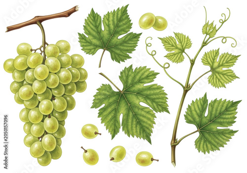 detailed watercolor of translucent chartreuse green grapes, leaves, and woody tendrils, botanically accurate, arranged isolated on a transparent background. concept for luxury beverage branding