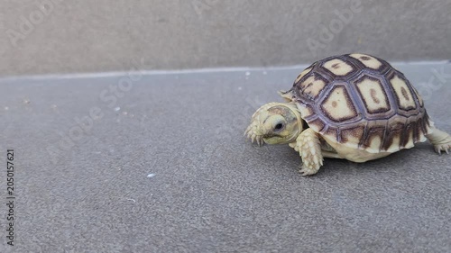 A close-up shot of a small baby tortoise walking on a gray tiled floor, showcasing its beautifully patterned shell.