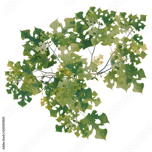 Foto Broussonetia papyrifera tree plan, top view, cutout, transparent background, isolate, Detailed view of distressed oak leaves with intricate leaf vein pattern against a dark background