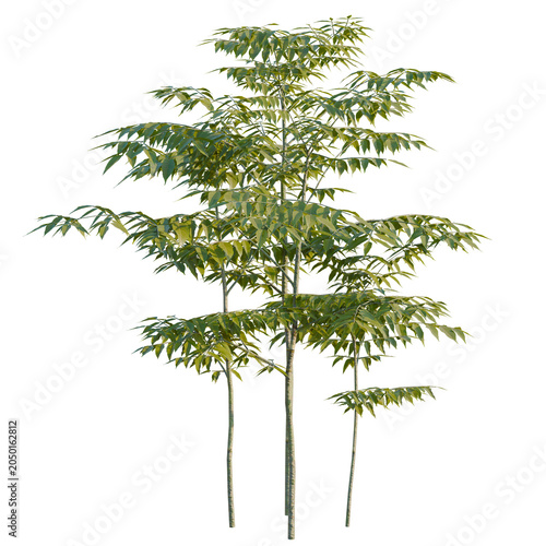 Koelreuteria paniculata tree, elevation, front view, cutout, transparent background, isolate, Group of Bamboo Plants with Lush Green Foliage on Transparent Background for Design
