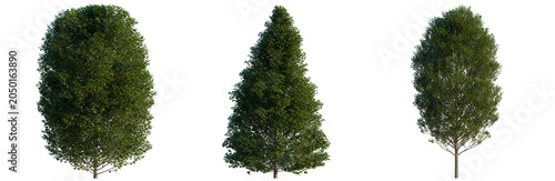 Foto Carpinus betulus tree, elevation, front view, cutout, transparent background, is