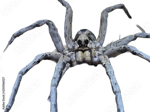 Wolf spider out hunting at night in Tucson, Arizona