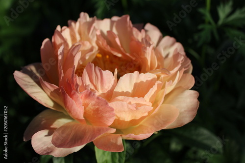 Blooming peony flower in sunlight