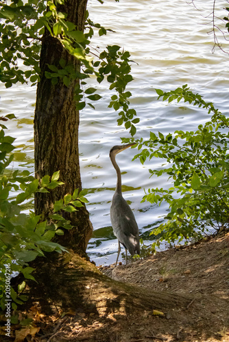 a closeup shot of an adult heron on the lake