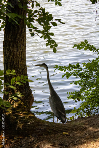 close-up of a grey heron on the lake in the background