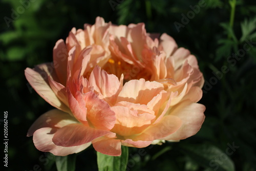 Blooming peony flower in sunlight