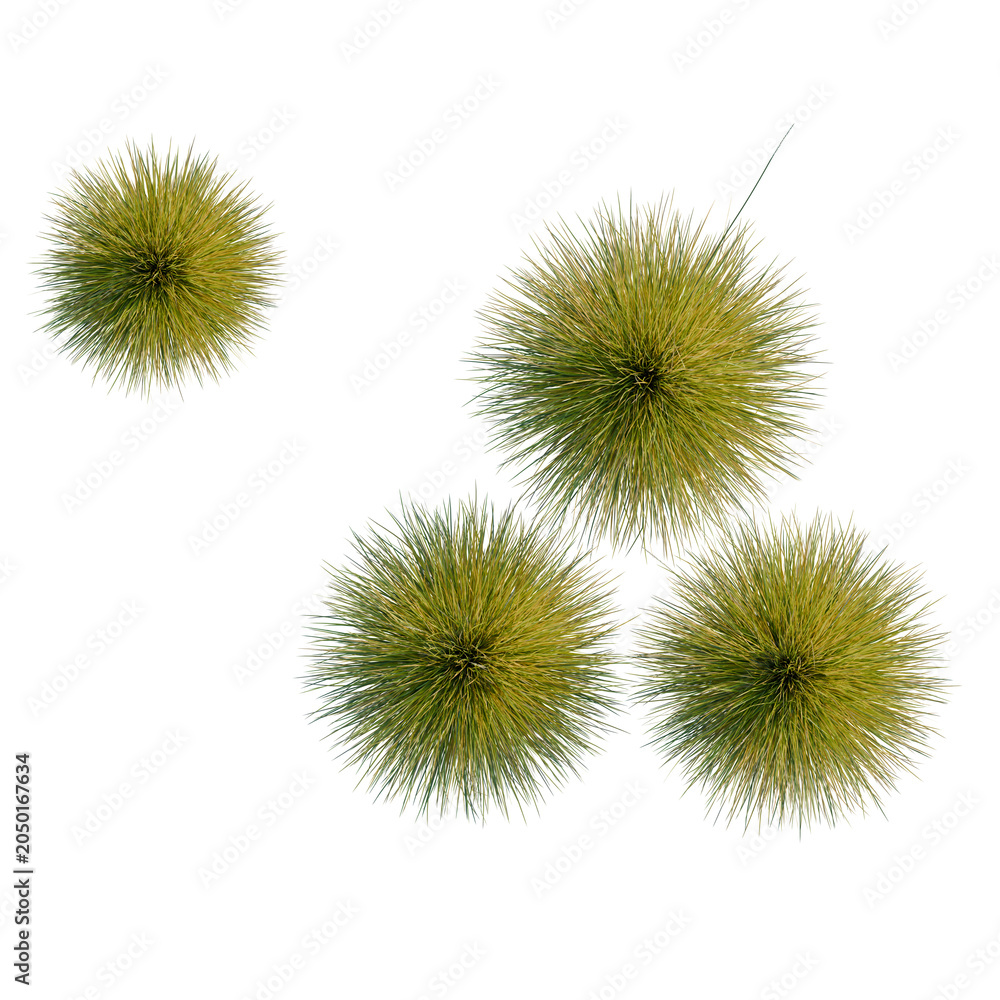 Obraz premium Festuca mairei tree plan, top view, cutout, transparent background, isolate, Spiky Fruit Collection - Close Up of Durian or Similar Tropical Produce