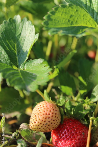 Ripe and unripe strawberries growing in garden close up