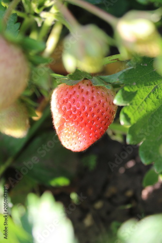 Ripe and unripe strawberries growing in garden close up
