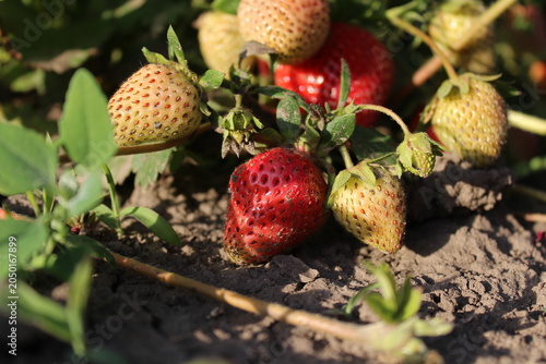 Ripe and unripe strawberries growing in garden close up