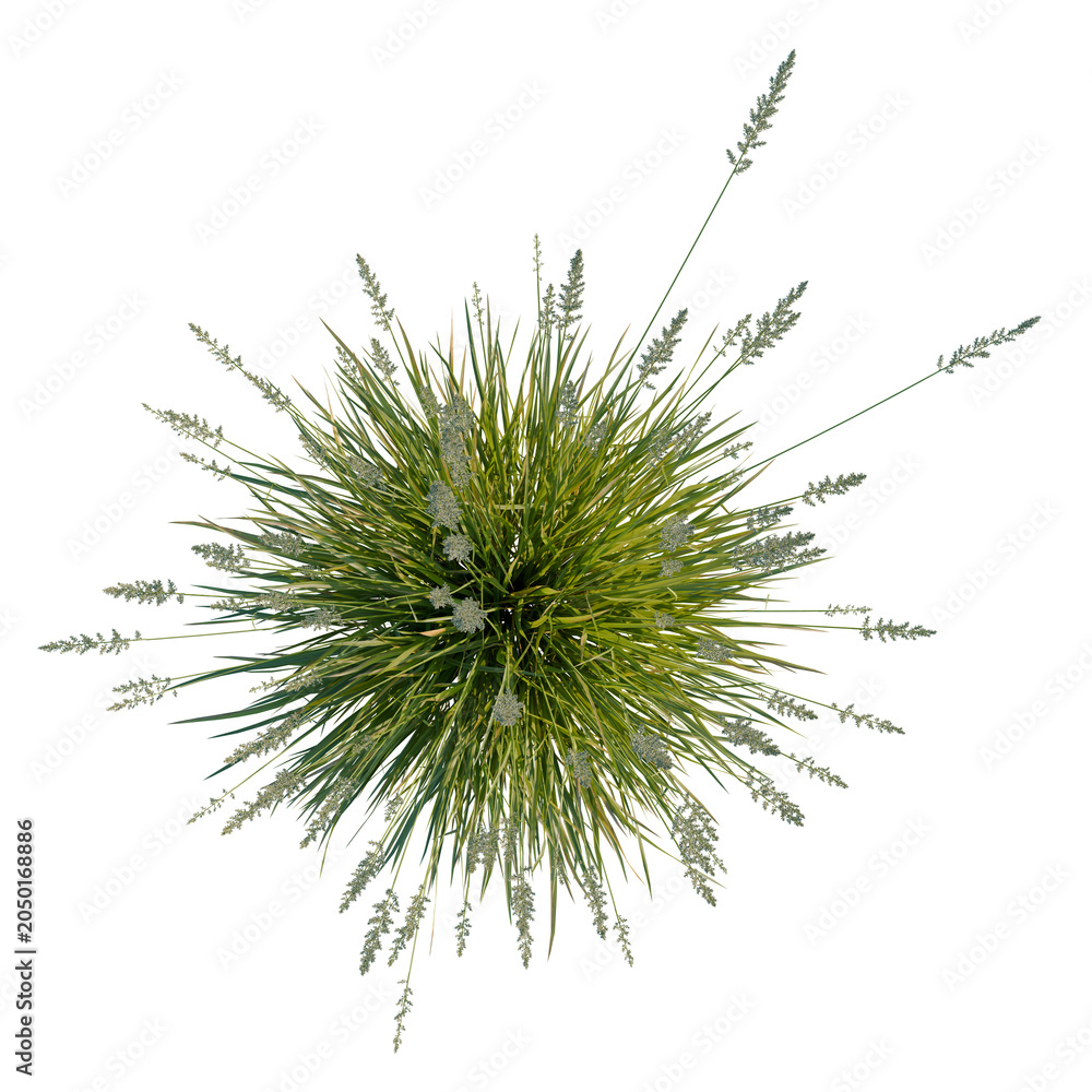 Fototapeta premium Koeleria macrantha tree plan, top view, cutout, transparent background, isolate, Dense Ornamental Grass Clump with Seed Heads - Natural Texture & Botanical Detail