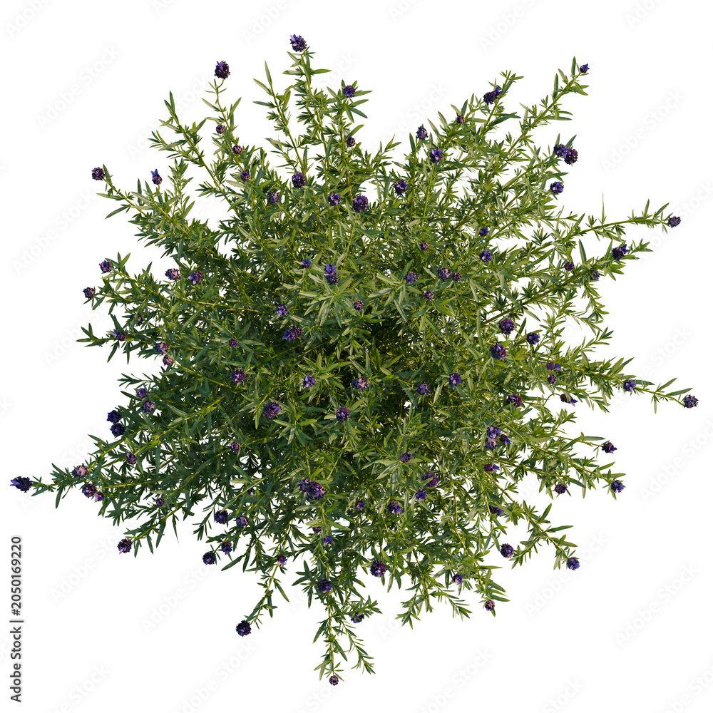 Obraz premium Lavandula stoechas tree plan, top view, cutout, transparent background, isolate, Dense Rosemary Bush with Purple Flowers - Herb Garden Plant on Black Background