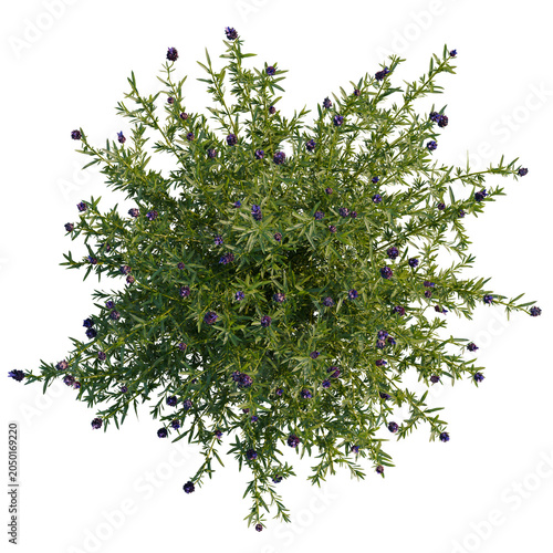 Lavandula stoechas tree plan, top view, cutout, transparent background, isolate, Dense Rosemary Bush with Purple Flowers - Herb Garden Plant on Black Background